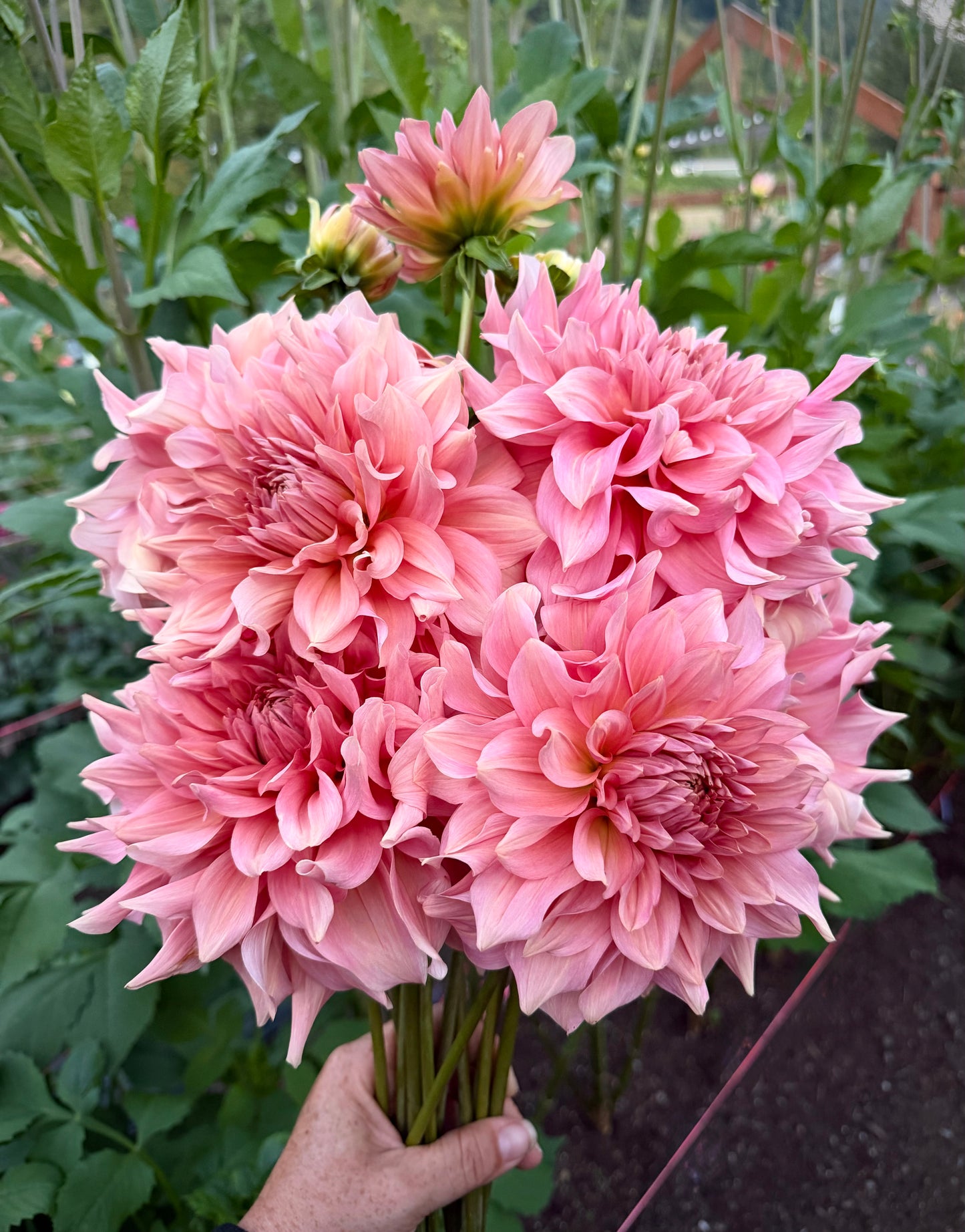 River’s Winnifred Potted Cutting