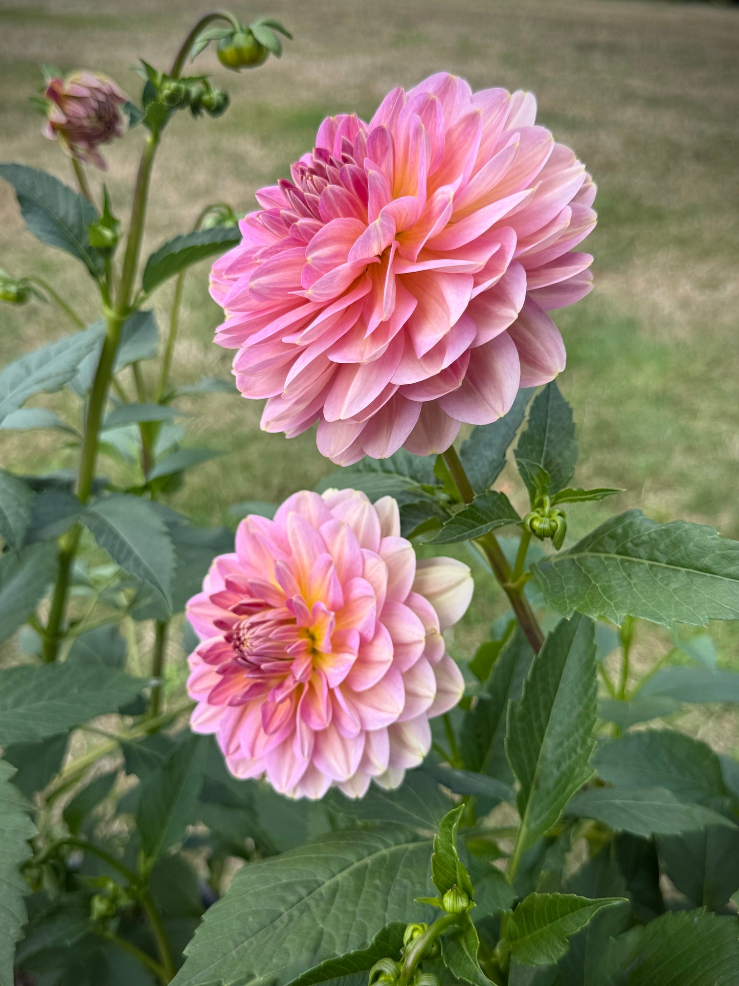 Hapet Old Charm Rooted Cutting