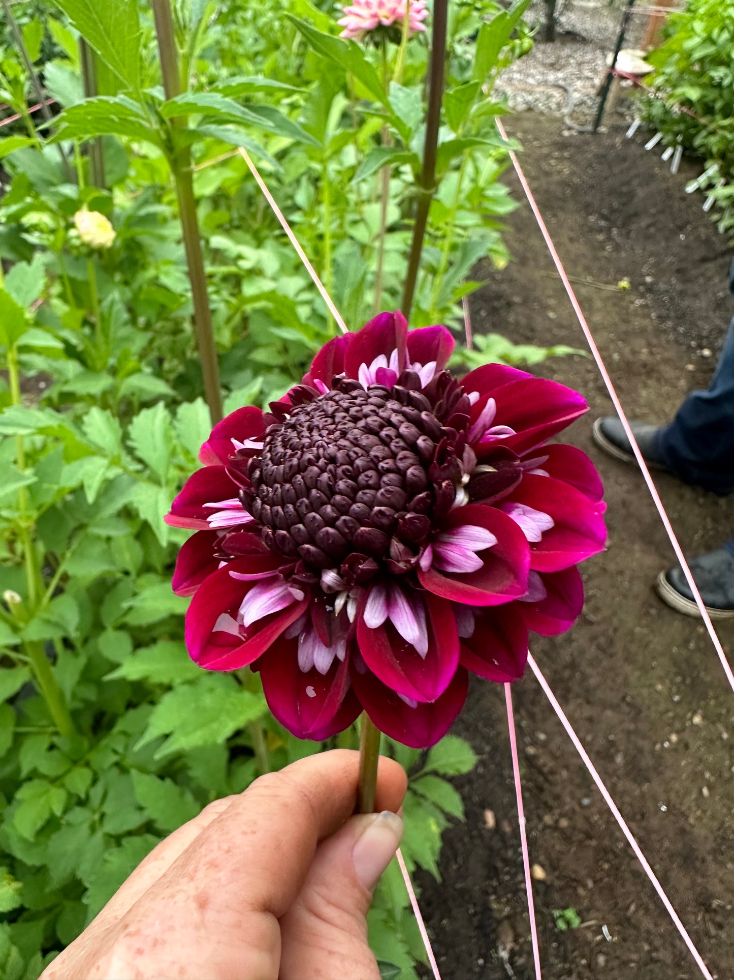 Rosie Raven Rooted Cutting (Limit 2 per household)