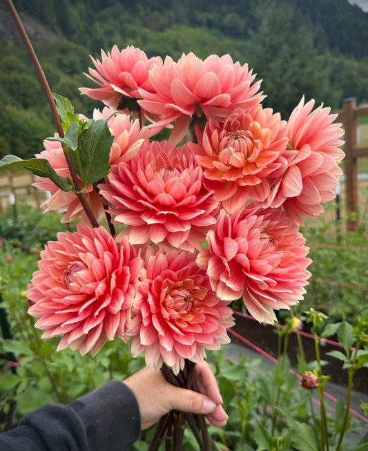 Carolina Wagemans Rooted Cutting