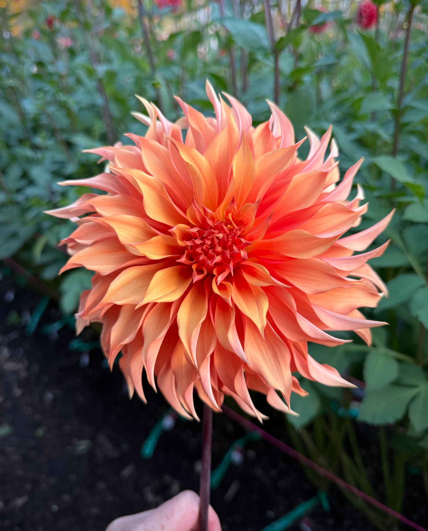 Bloomquist Snickerdoodle