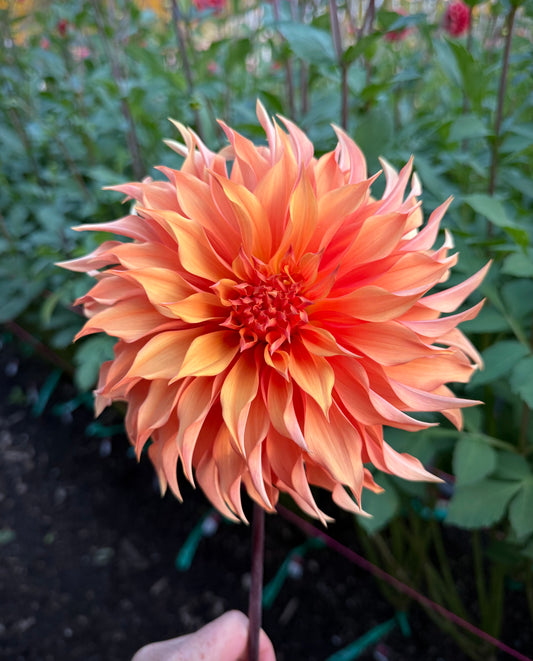 Bloomquist Snickerdoodle