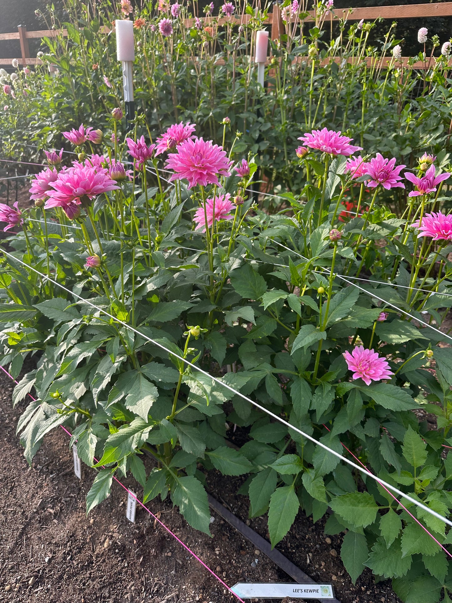 Mayan Pearl Rooted Cutting (Limit 2 per household)