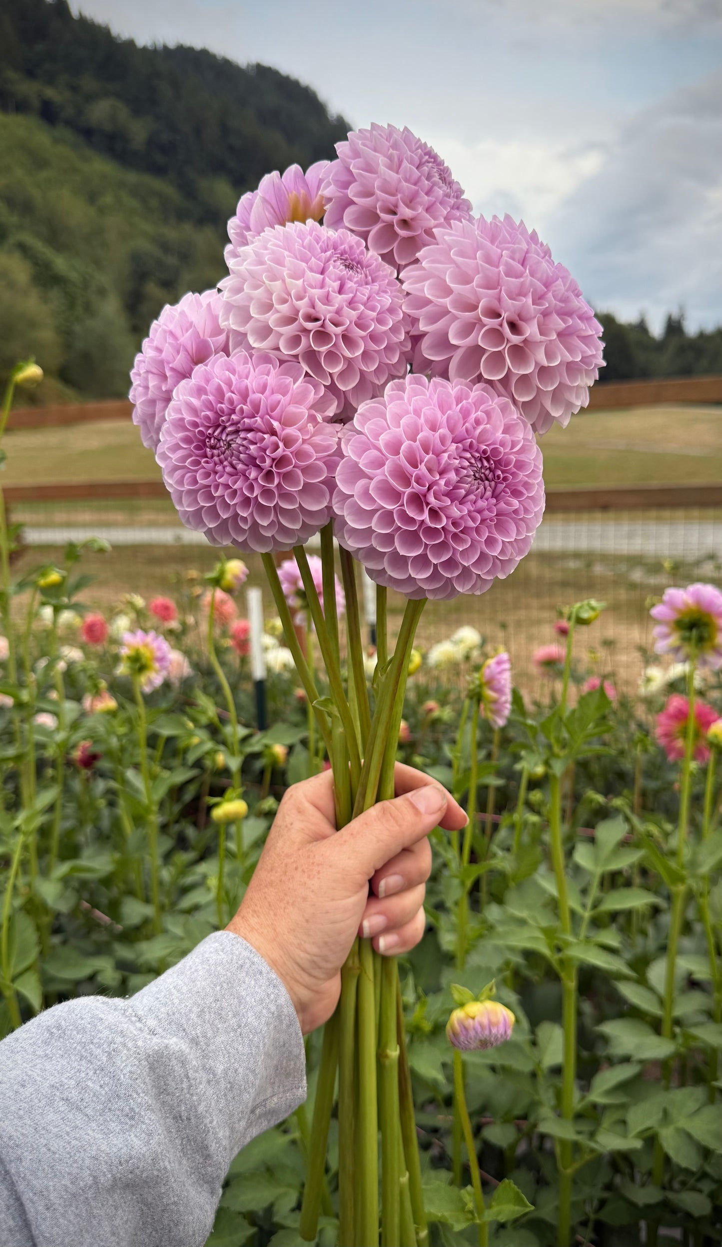 Just Lucas Potted Mini Tuber