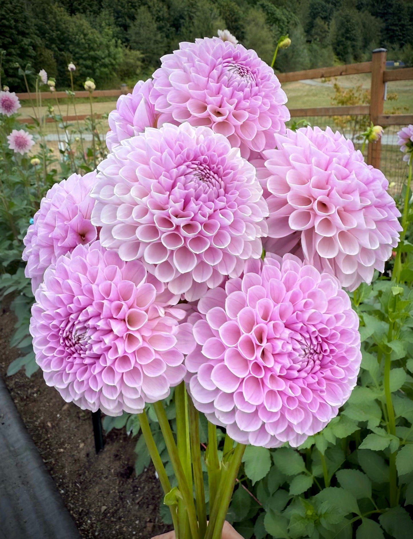 Just Lucas Potted Mini Tuber