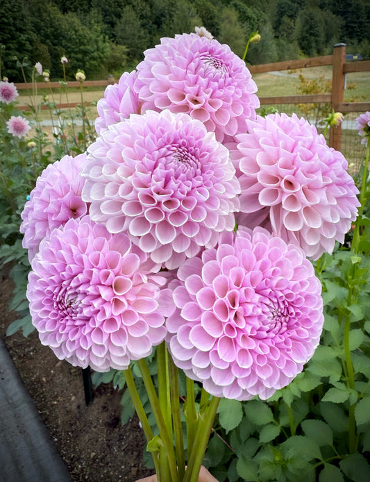 Just Lucas Potted Mini Tuber