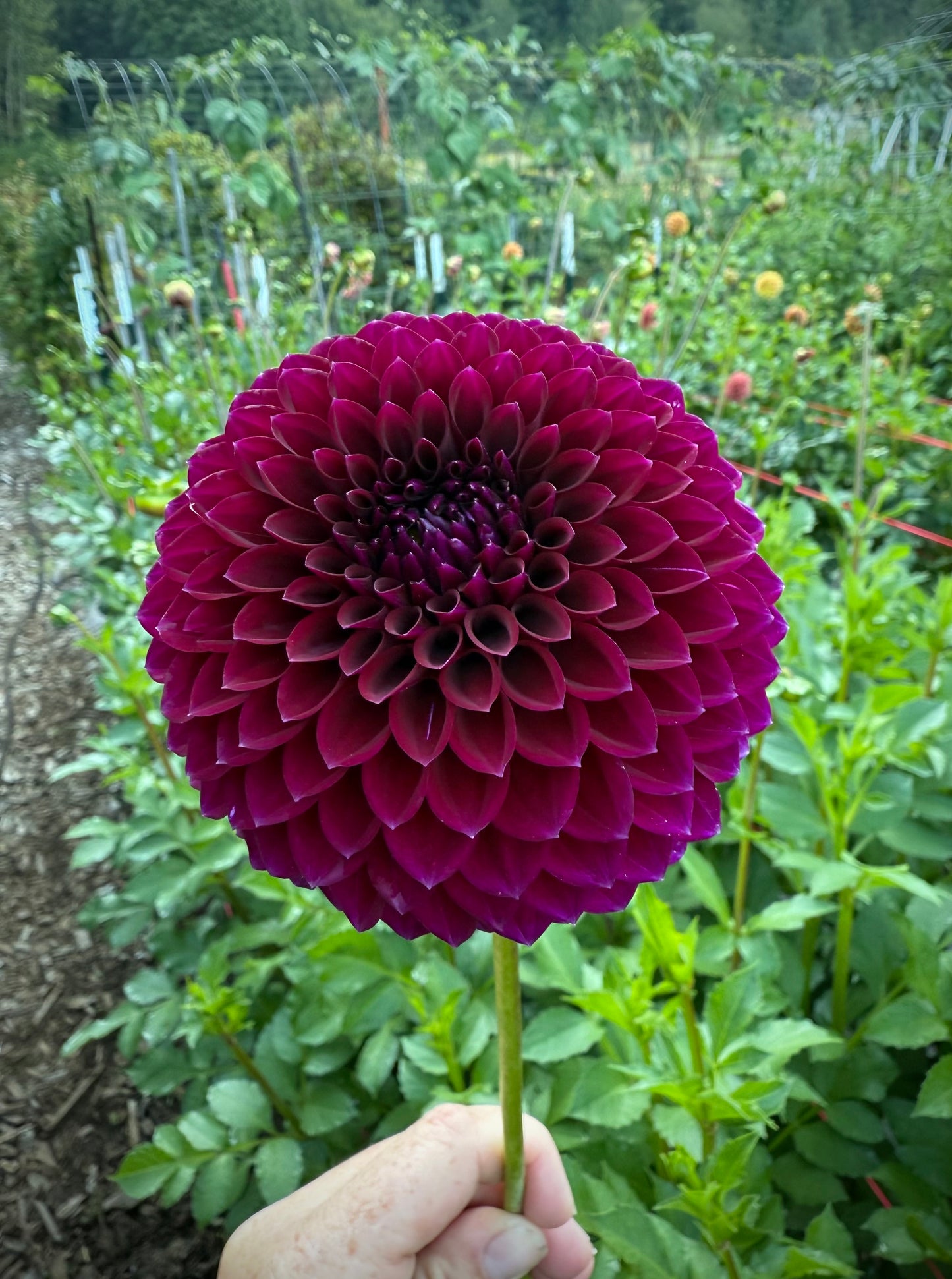 Saddlerock Tiny Giant