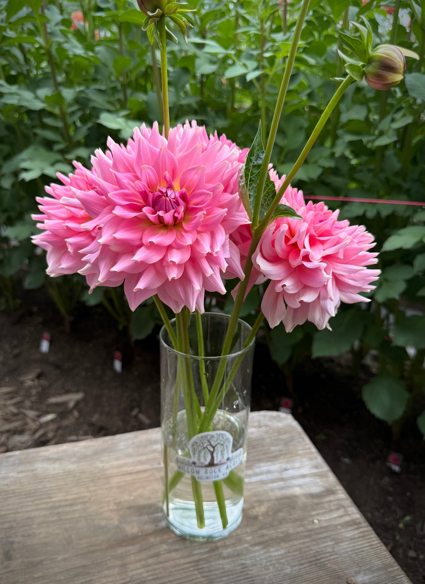 RM Fairy Wings Rooted Cutting