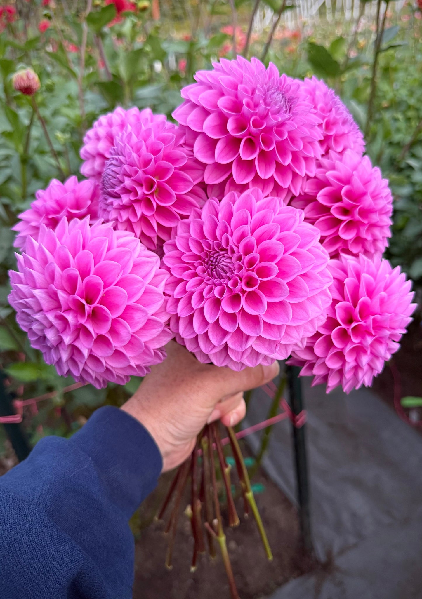 20th Avenue Tranquility