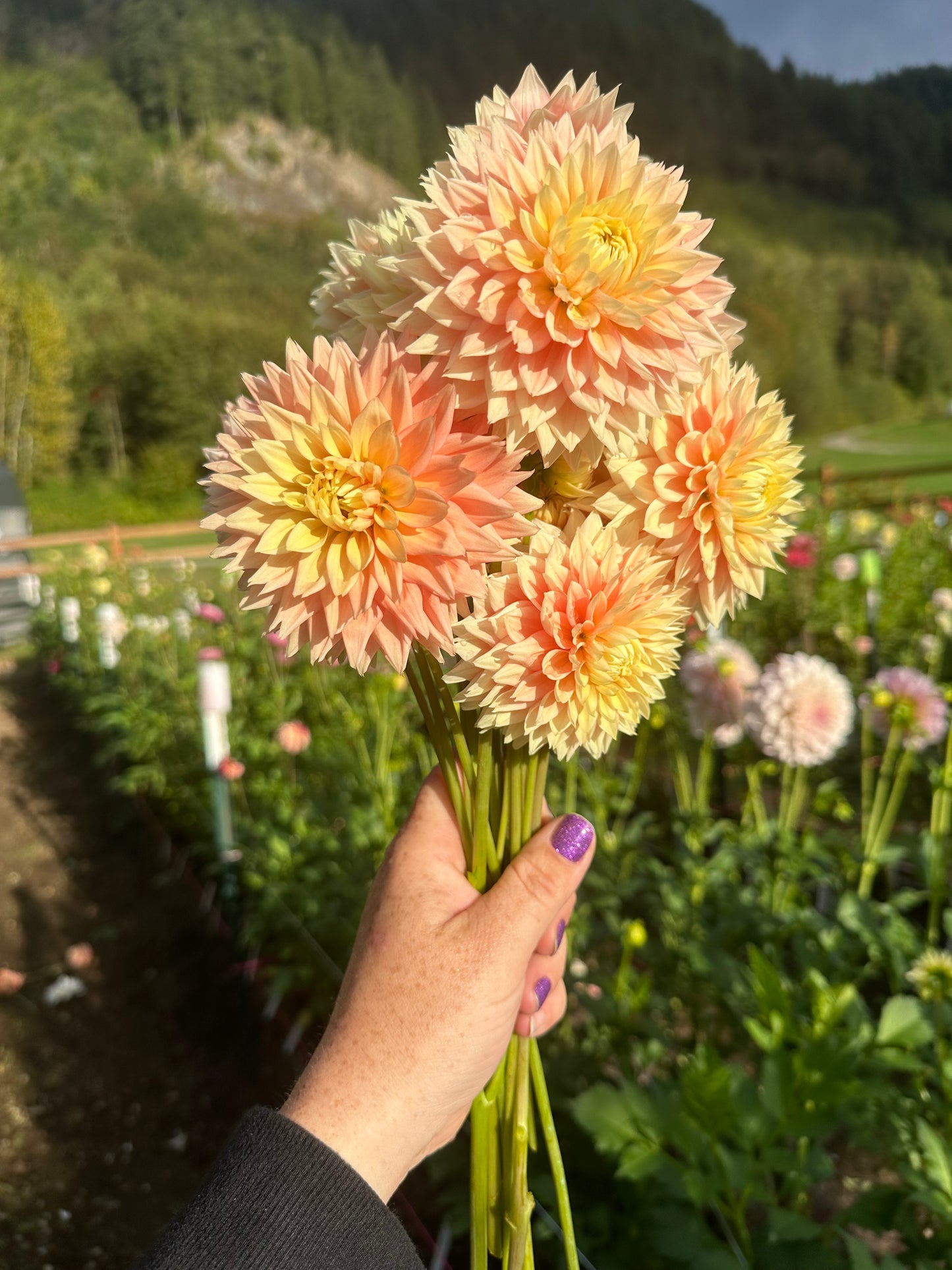 Lee’s Apricot Fizz Rooted Cutting (Limit 2 per household)
