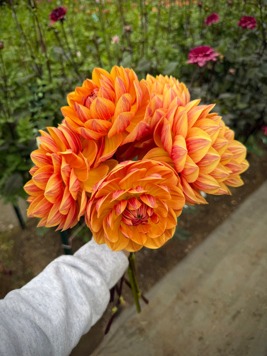 Hollyhill Golden Glow Rooted Cutting