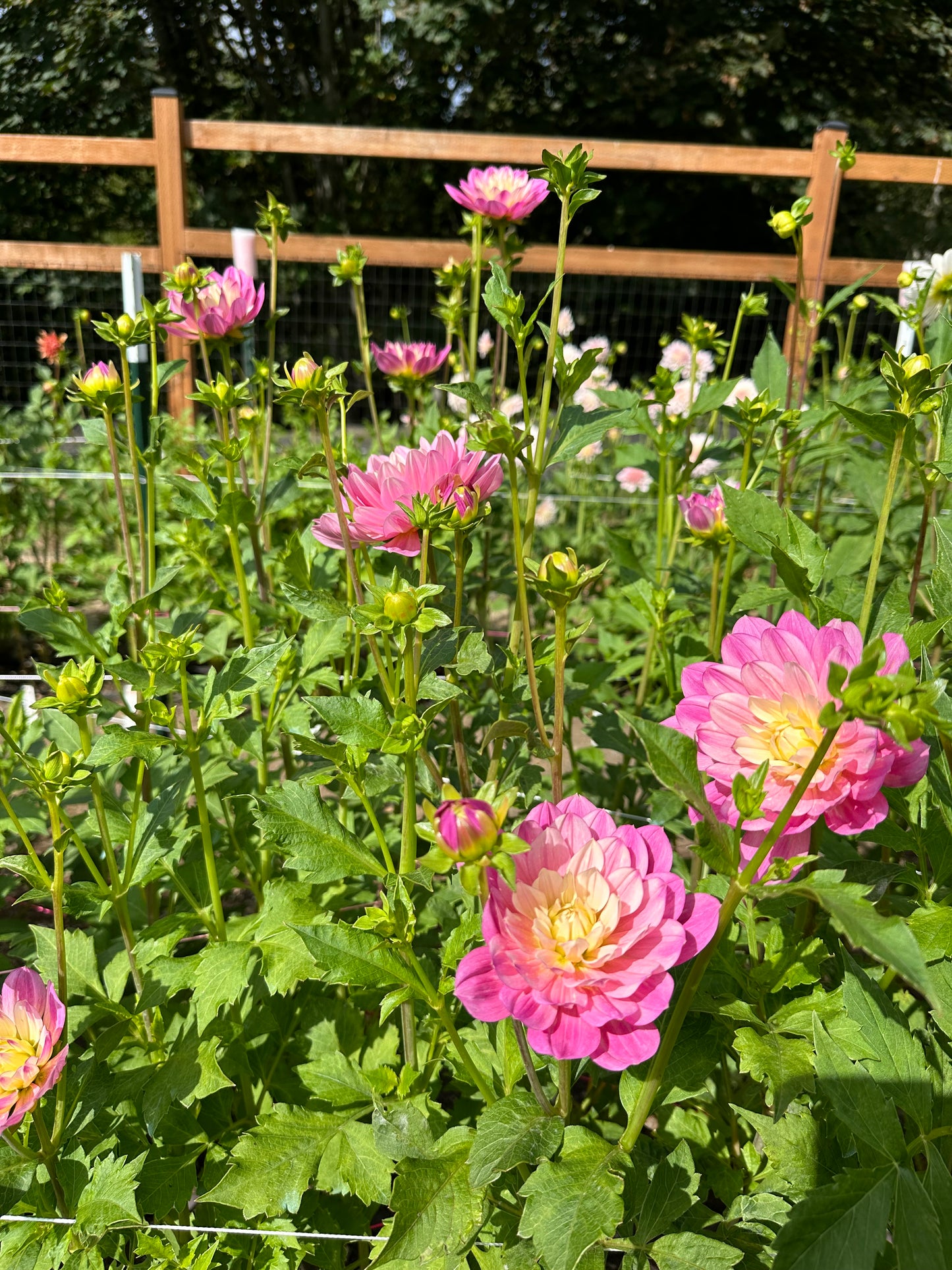 Hollyhill Pink Martini Rooted Cutting