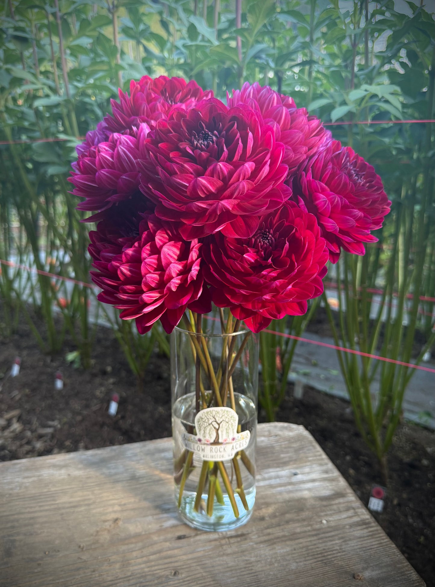 Sandia Bertha Potted Mini Tuber