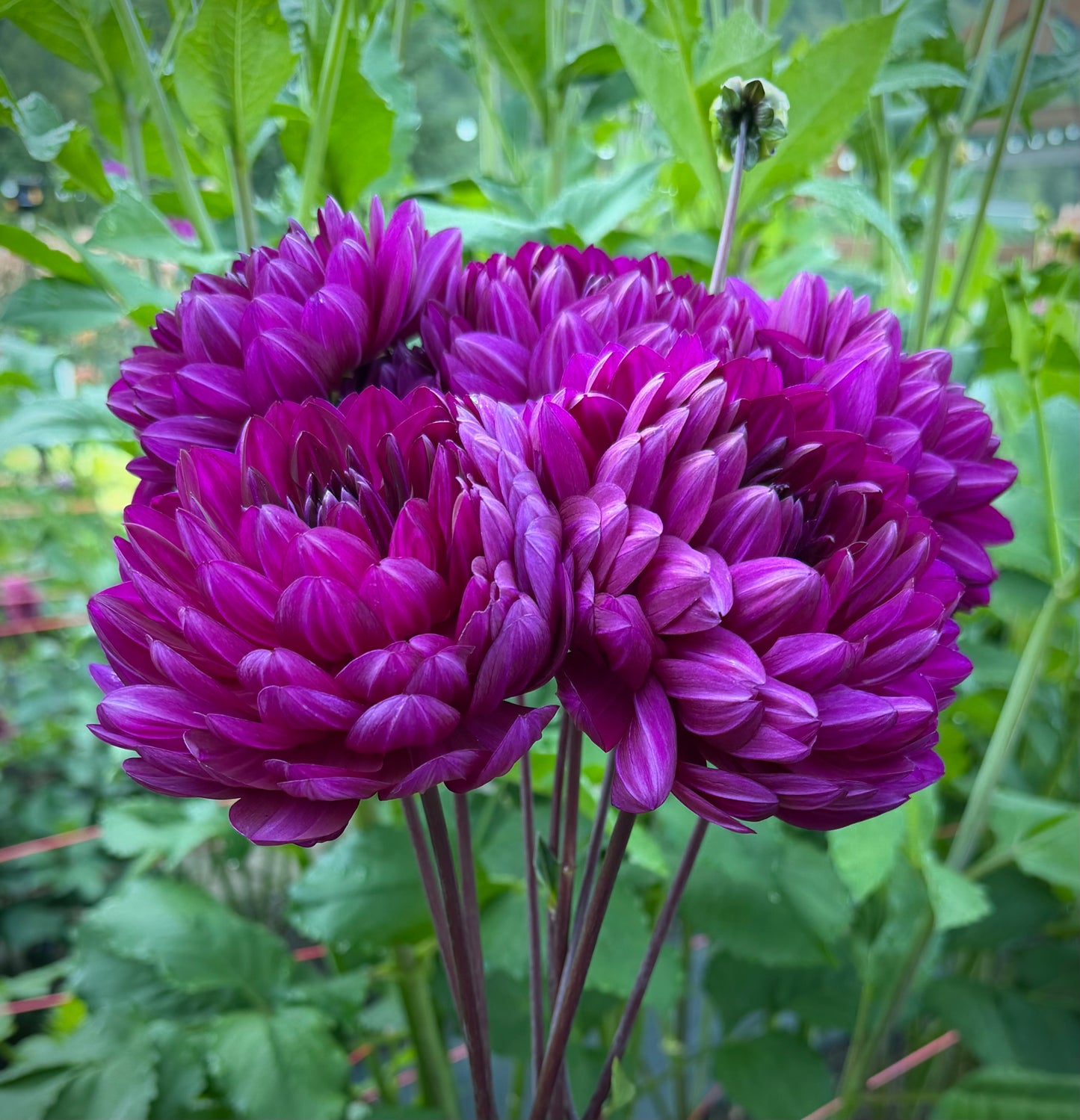 Sandia Regal Potted Cutting