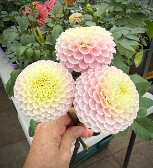 20th Avenue Delicata Rooted Cutting