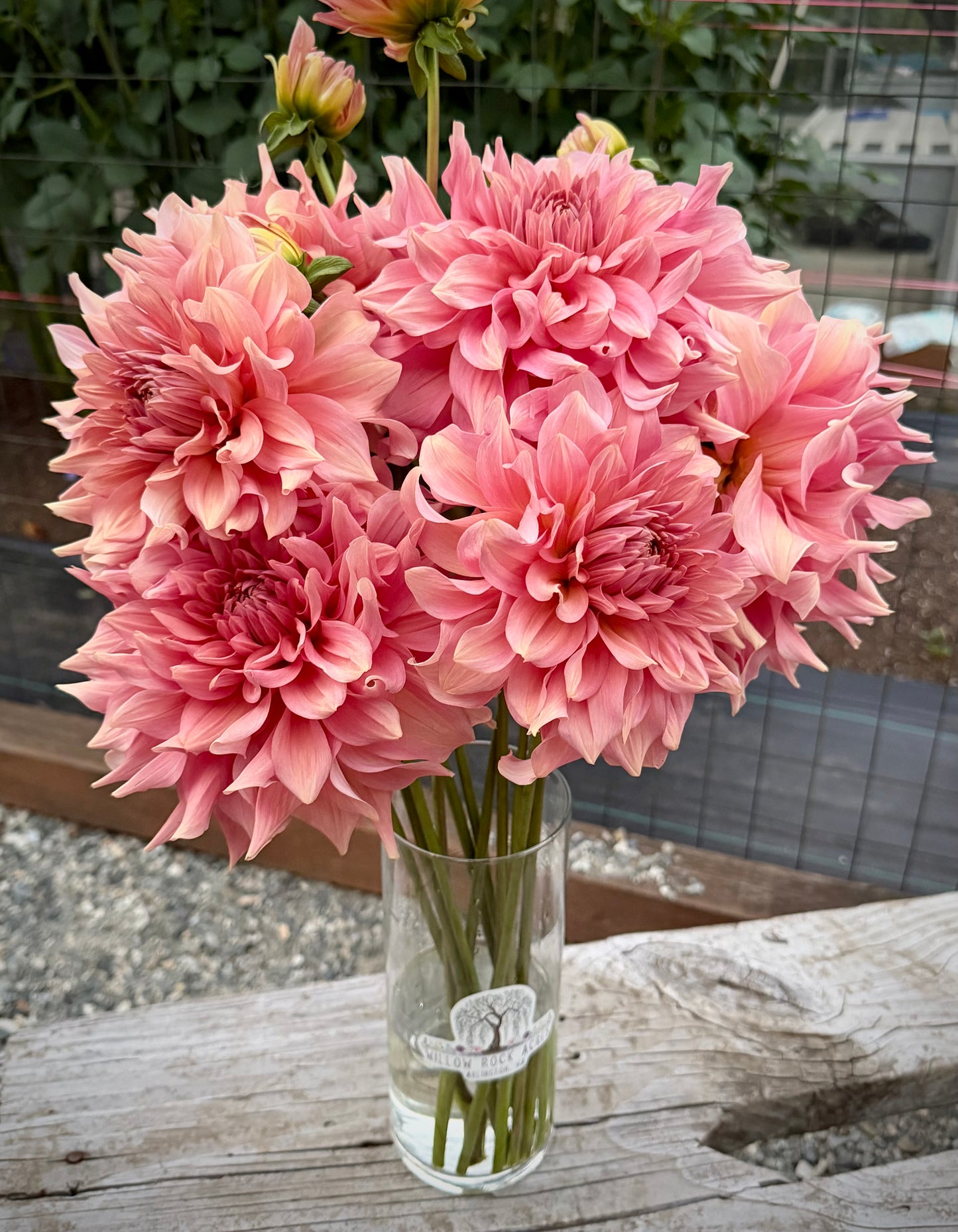 River’s Winnifred Potted Cutting