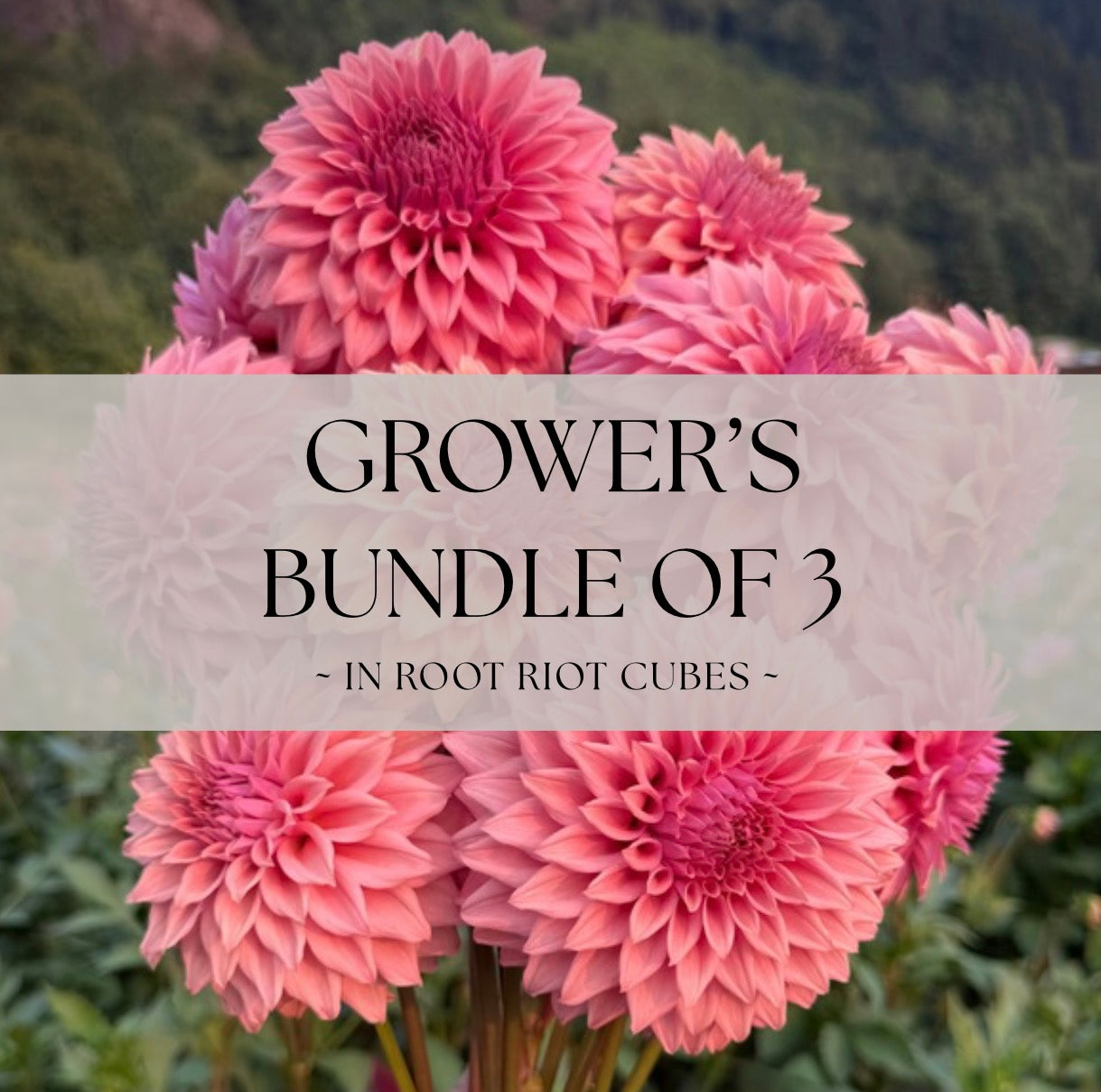 Grower's Bundle of 3 Lee's Swiss Miss Rooted Cuttings - 20% Savings