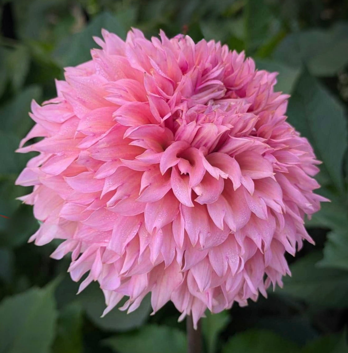 Lee’s Strawberry Fizz Rooted Cutting (Limit 2 per household)