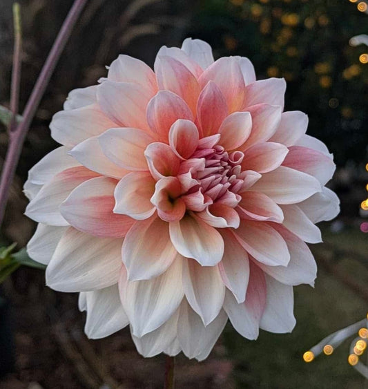 Lee’s Pineberry Trifle Rooted Cutting (Limit 2 per household)