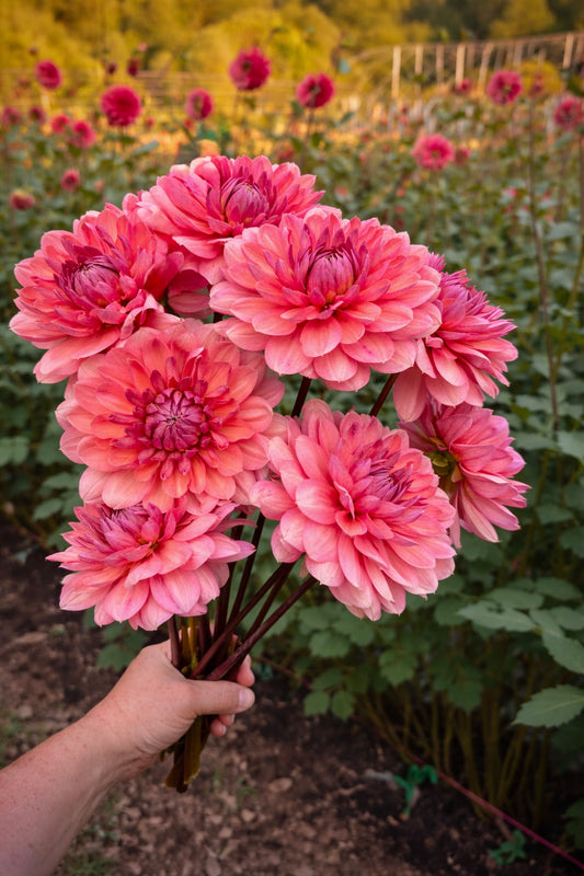 Chateau de la Bourdaisière Rooted Cutting