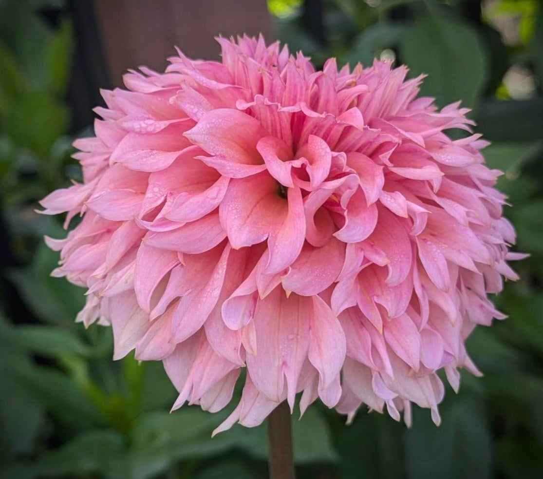Lee’s Strawberry Fizz Rooted Cutting (Limit 2 per household)