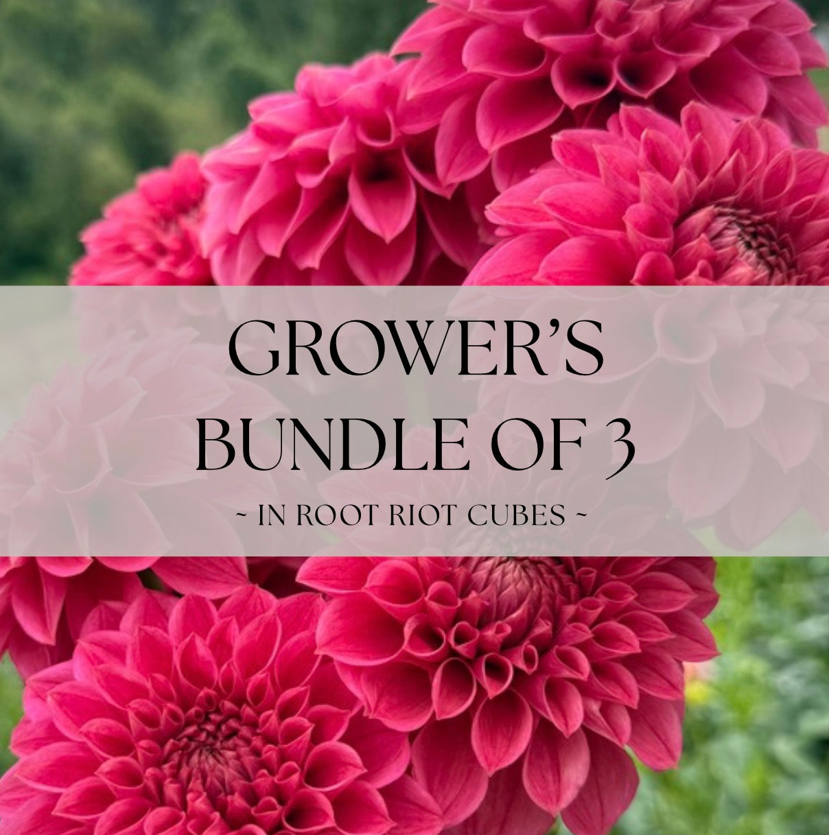 Grower's Bundle of 3 Levi's Melon Rooted Cuttings - 20% Savings