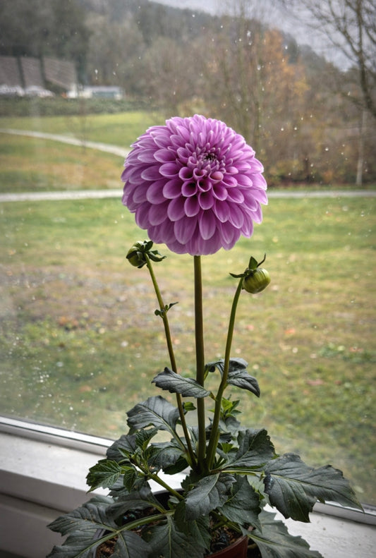 Coorabel Zoe Rooted Cutting