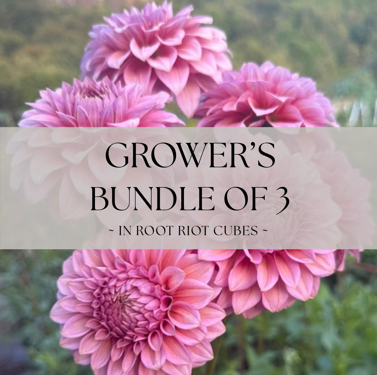 Grower's Bundle of 3 Levi's Bubblegum Rooted Cuttings - 20% Savings