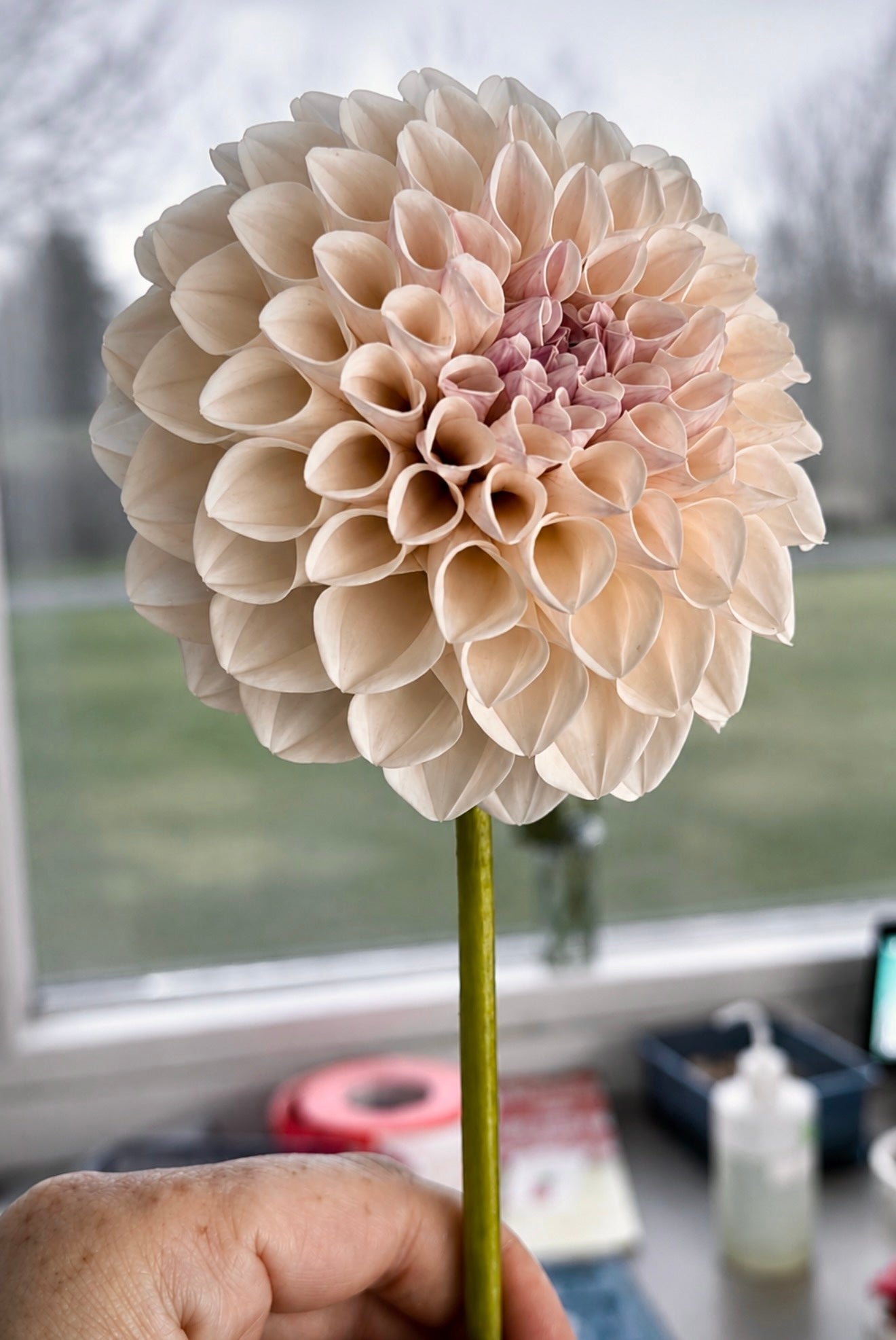 Lee’s Silver Scepter Potted Cutting (2026 Release Limit 1)