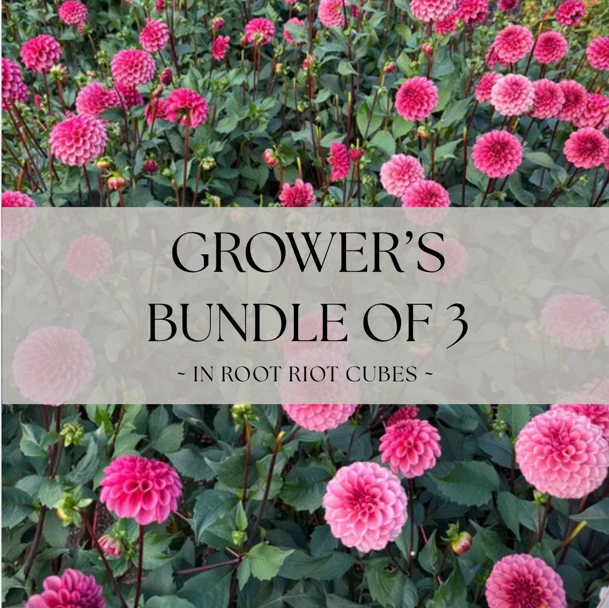 Grower's Bundle of 3 Levi's Tomato Rooted Cuttings - 20% Savings