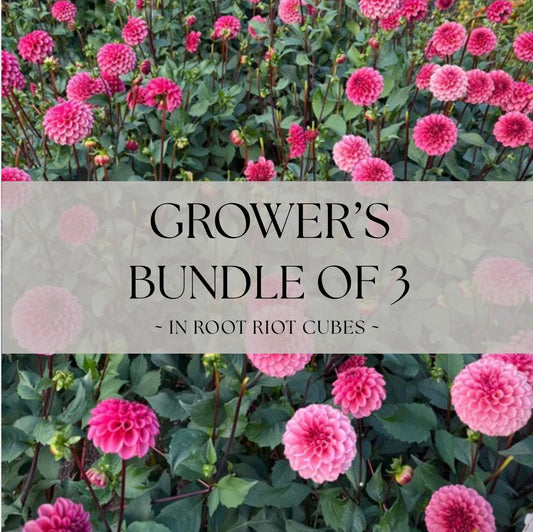 Grower's Bundle of 3 Levi's Tomato Rooted Cuttings - 20% Savings