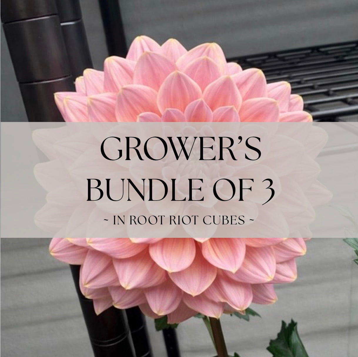 Grower's Bundle of 3 Formby Monarch Rooted Cuttings - 20% Savings