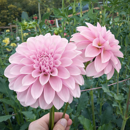 Levi’s Confessor Rooted Cutting