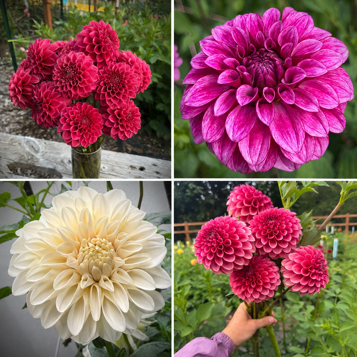 Potted Cutting Bundle of 4: Levi’s Melon, Levi’s Blood Moon, RM Berry Bliss, Florelie Antique