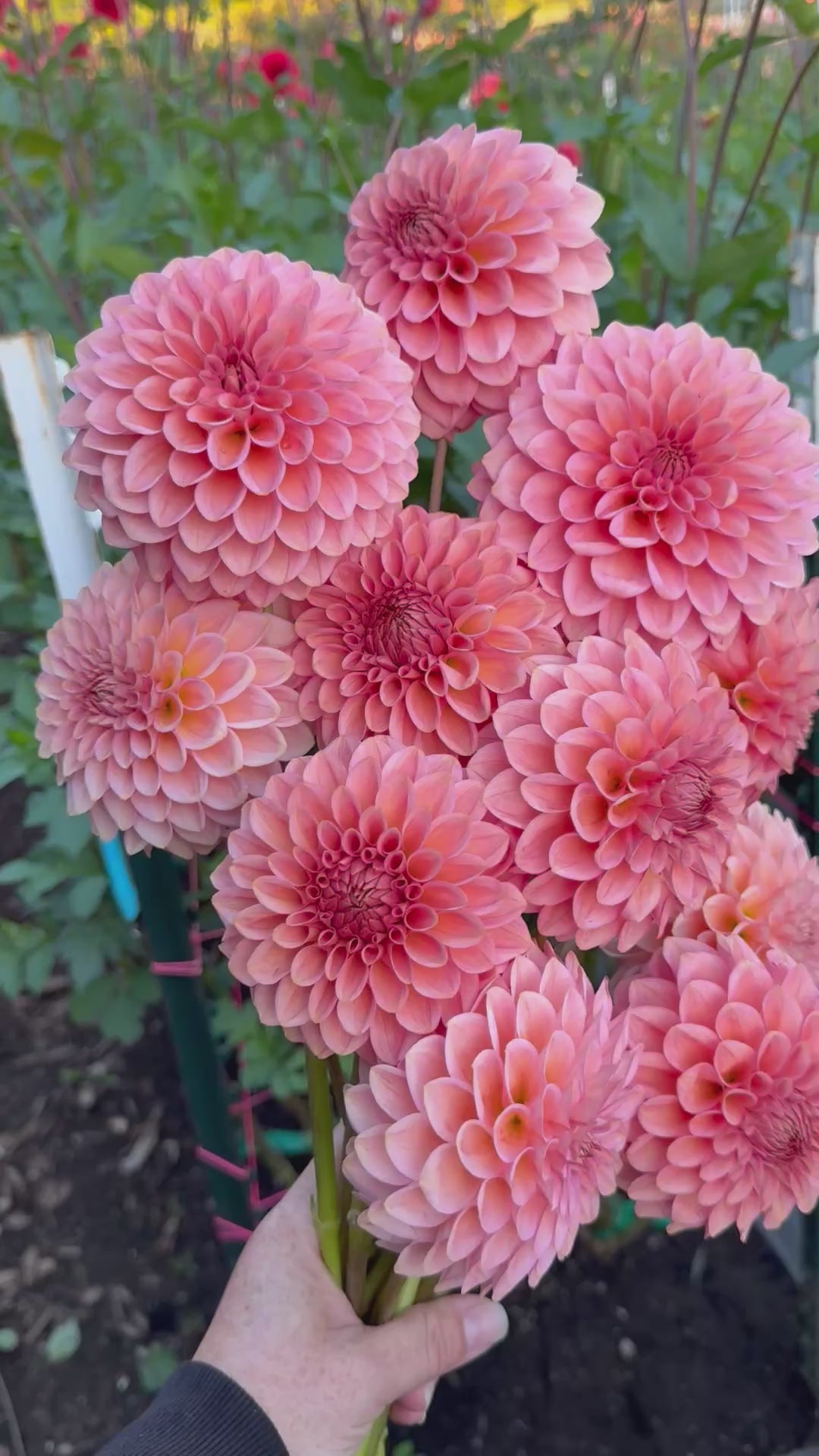 20th Avenue Pink Cloud – Willow Rock Acres